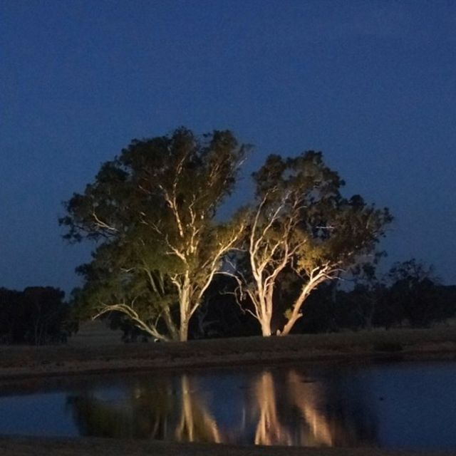 Up lighting trees with flood lights 