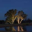 Up lighting trees with flood lights 