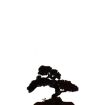 Pre-printed and designed backdrop BONSAI TREE Backdrop Hire 2mW x 4mH