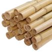 bamboo_beam_hire