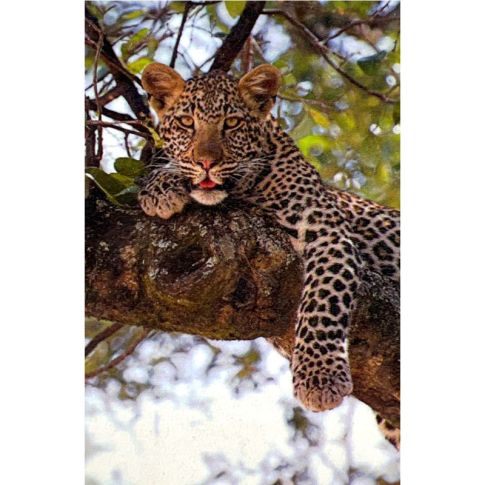 Pre-printed and designed backdrop LEOPARD IN TREE Backdrop Hire 2.3mW x 2.4mH