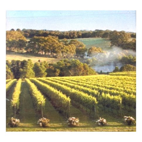 Pre-printed and designed backdrop VINEYARD Backdrop Hire 2.3mW x 2.4mH
